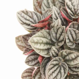 peperomia_caperata_sunrise_v11_planthiza_zoom