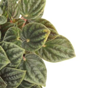 peperomia_caperata_v11_planthiza_zoom_2