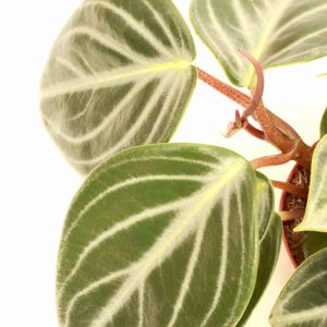 peperomia_sarcophylla_v15_planthiza_zoom_1