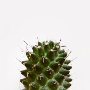 Cactos e Suculentas