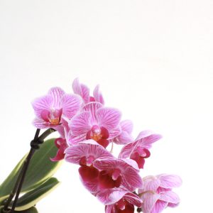 Phalaenopsis variegata