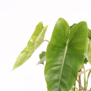 Philodendron 'Burle Marx'