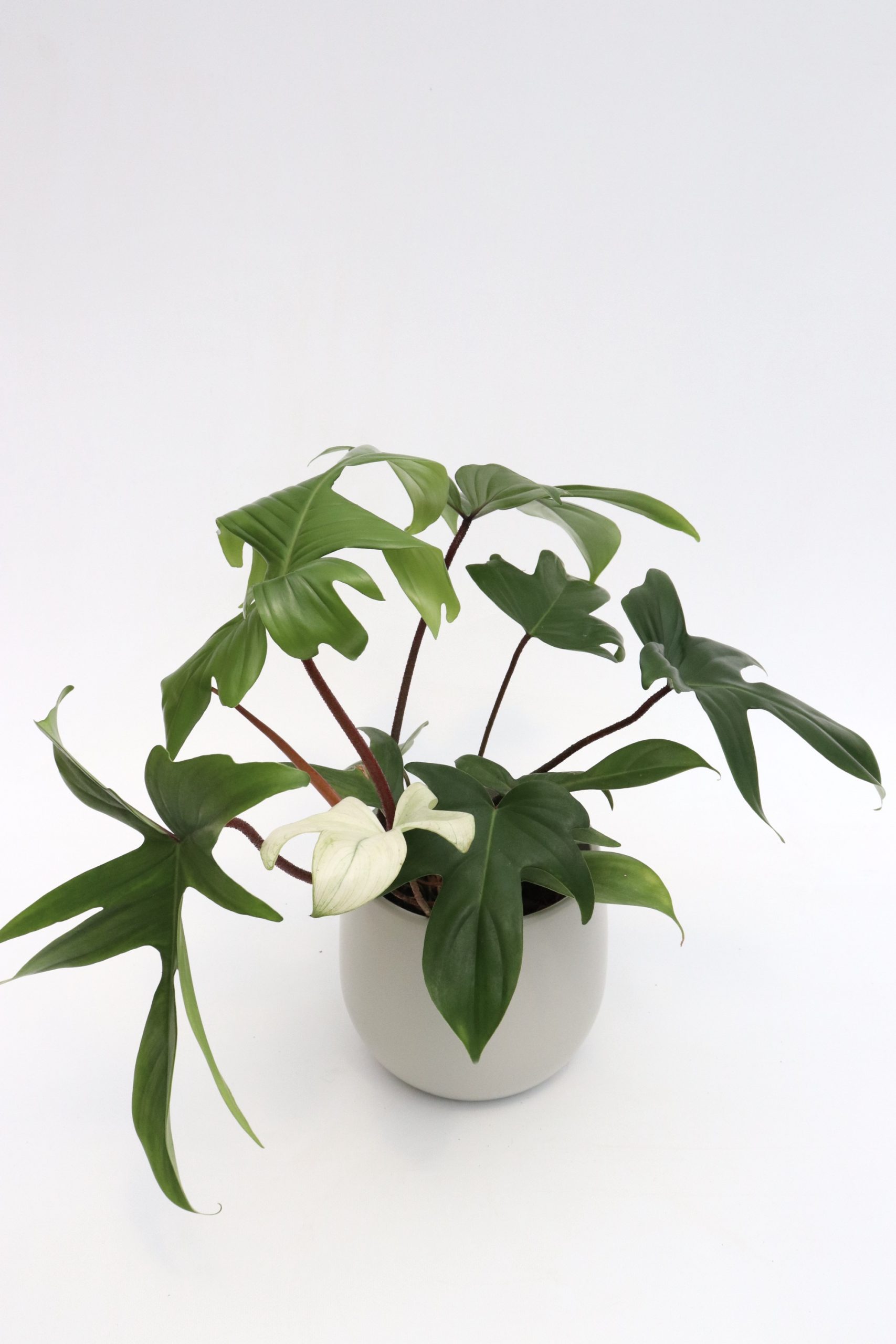 Philodendron 'Florida Ghost' - Image 5