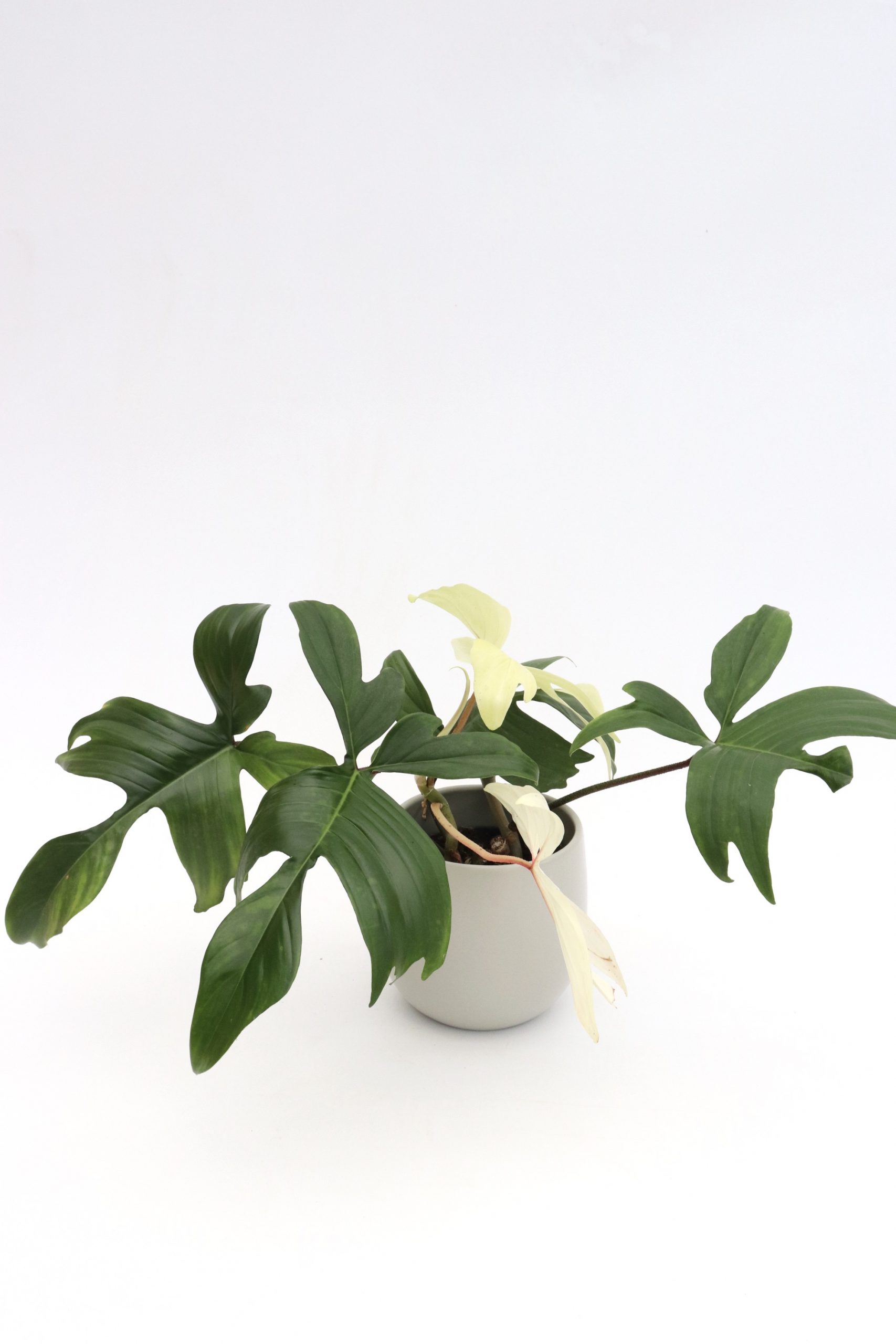 Philodendron 'Florida Ghost' - Image 4