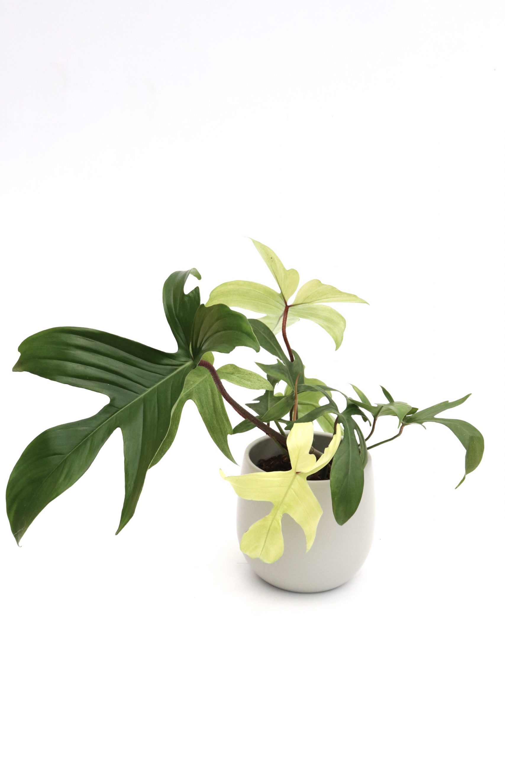 Philodendron 'Florida Ghost' - Image 3