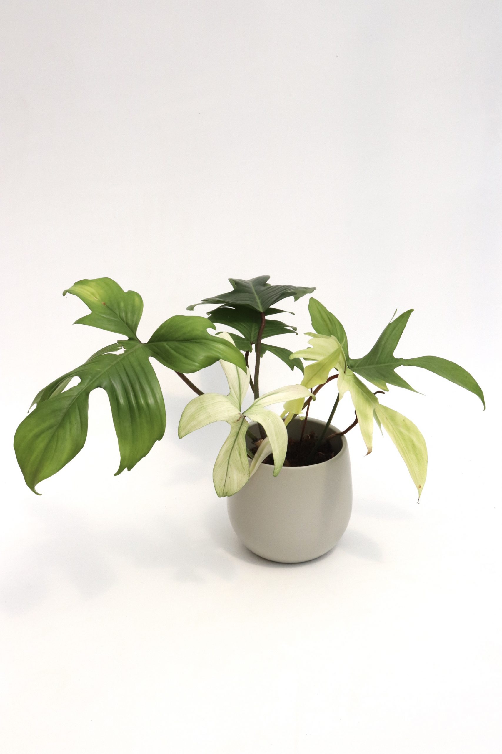 Philodendron 'Florida Ghost' - Image 2