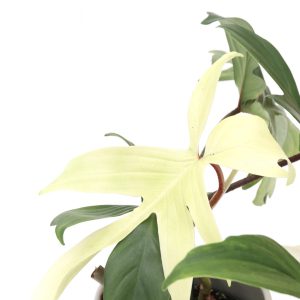 Philodendron 'Florida Ghost'