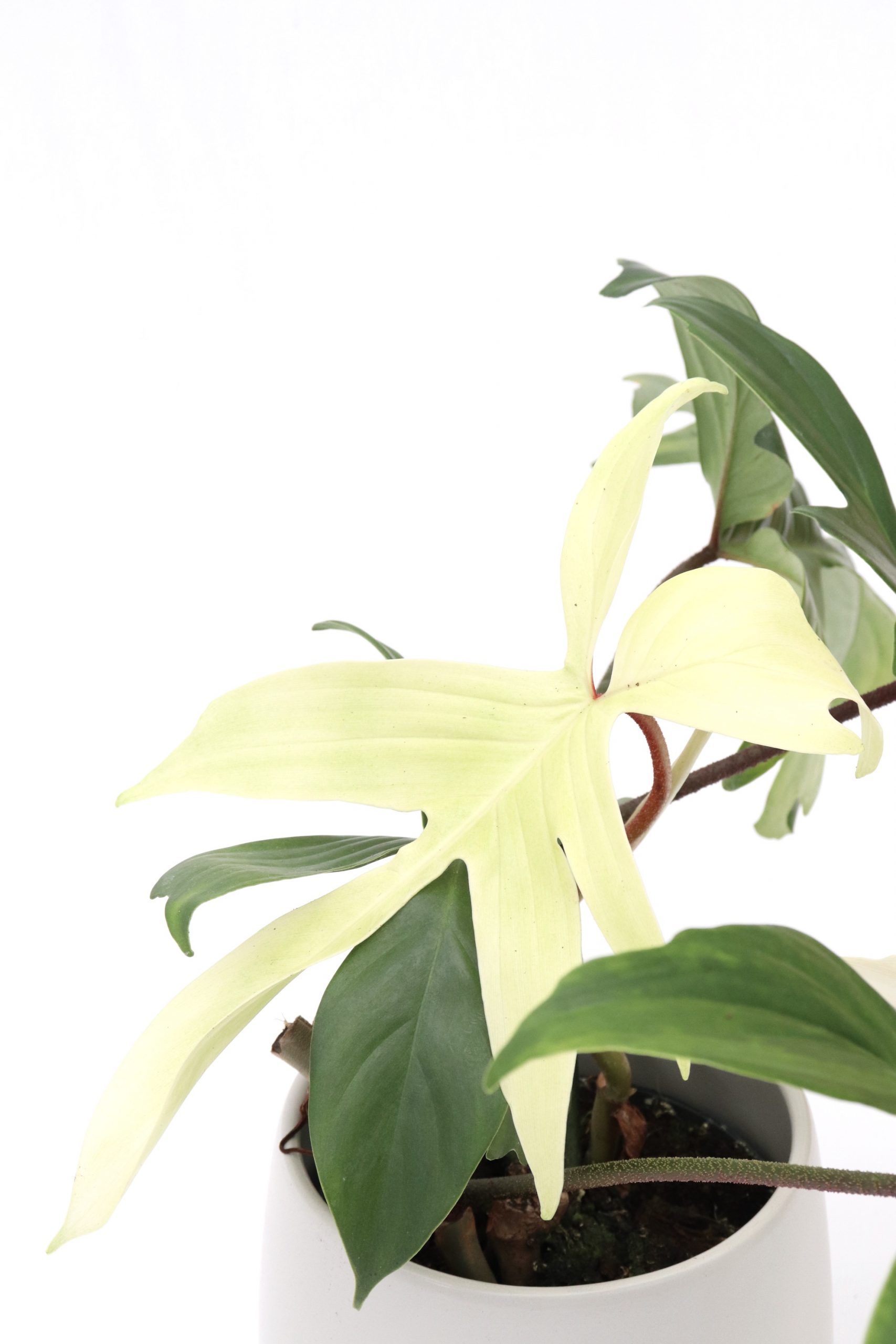 Philodendron 'Florida Ghost'