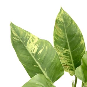 philodendron imperial variegata zoom