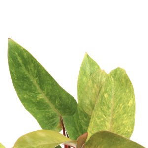 Philodendron 'Painted Lady'