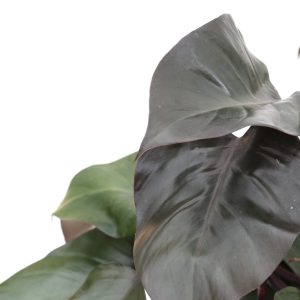 Philodendron 'Purple Congo'