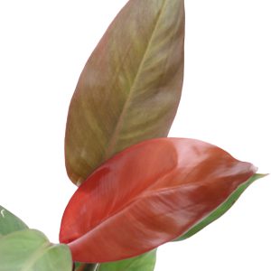 philodendron-red-sun-zoom-planthiza