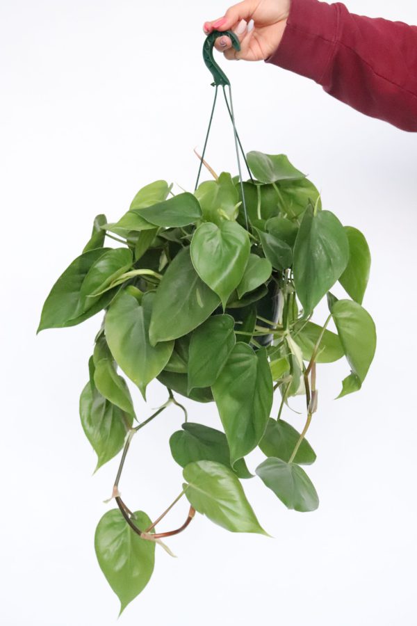 Philodendron scandens - Image 3