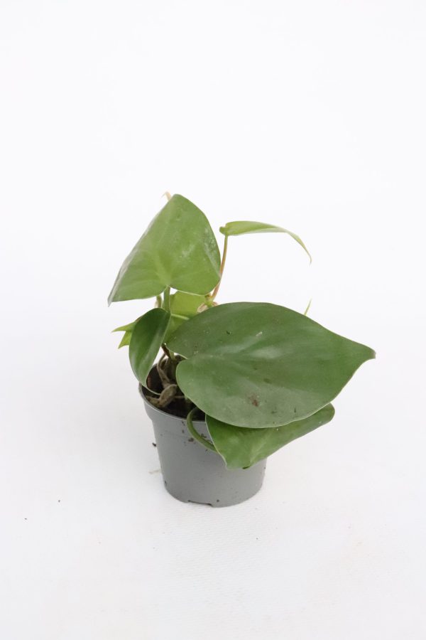 Philodendron scandens - Image 2