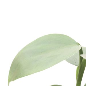 Philodendron 'Silver Dust'