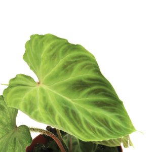 Philodendron verrucosum 'Tambillo'