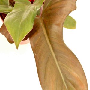 philodendron_bronze_zoom_1_planthiza