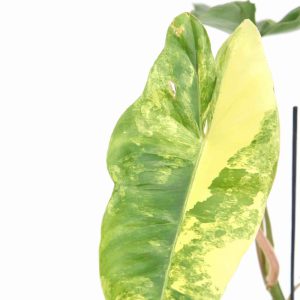 Philodendron