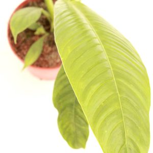 philodendron_campii_lynette_v12_planthiza_2