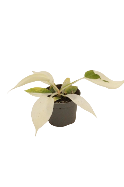 philodendron_florida_ghost_v6_planthiza_2