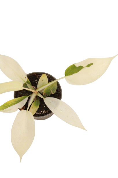 philodendron_florida_ghost_v6_planthiza_zoom