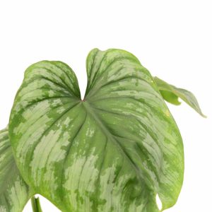 philodendron_mamei_zoom_planthiza
