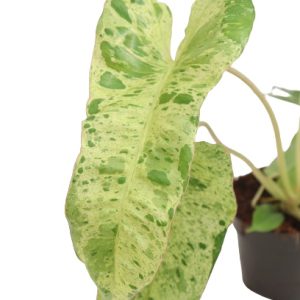 philodendron_paraiso_verde_zoom_planthiza