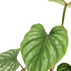 philodendron_sodiroi_zoom_planthiza