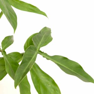 philodendron_tripartitum_v15_planthiza_zoom_1
