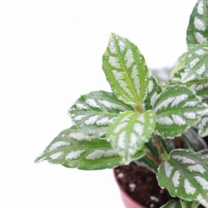 Pilea cardierei