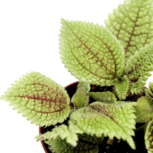 Pilea norfolk 'Moon valley'
