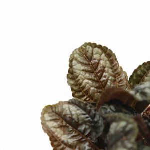 Pilea norfolk