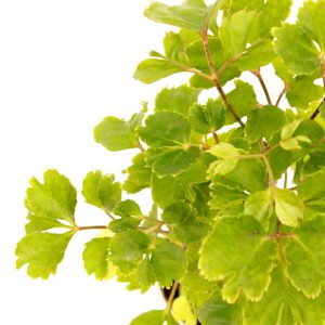 polyscias_fruticosa_v6_planthiza_zoom