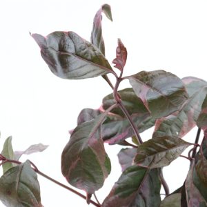 Pseuderanthemum