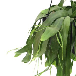 pseudorhipsalis-ramulosa-zoom-planthiza