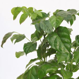 radermachera-sinica-bonsai-planthiza