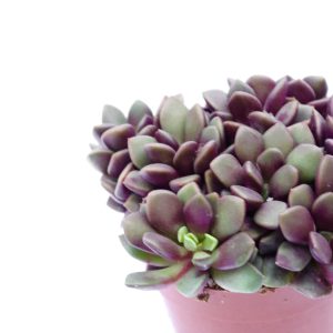 Anacampseros rufescens “Sunrise”