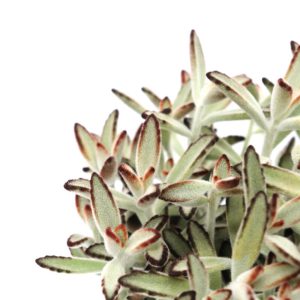 Kalanchoe tomentosa 'Chocolate Soldier'