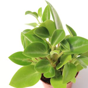 Peperomia orba