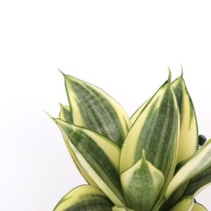 Sansevieria trifasciata 'Golden Hahnii'