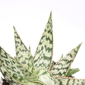 Aloe ‘Wave’