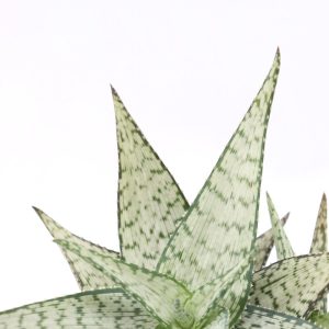 Aloe ‘Queen’