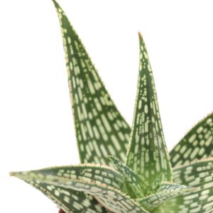 Aloe ‘Red Flame’
