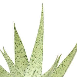 Aloe ‘Snow Flake’