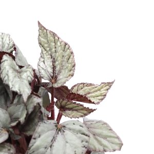 Begonia rex 'Artic breeze'
