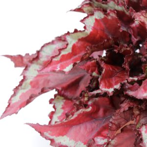 Begonia rex 'Jurassic Red Splash'