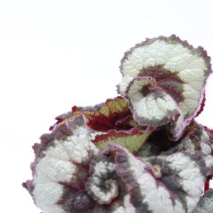 Begonia