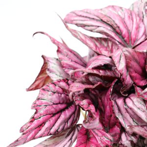 Begonia rex 'Hugh McLaughlin'