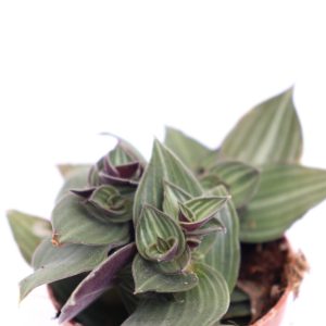 Callisia gentlei 'Elegans'