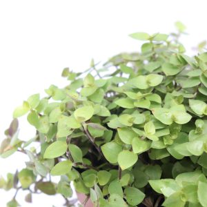 Callisia turtle vine
